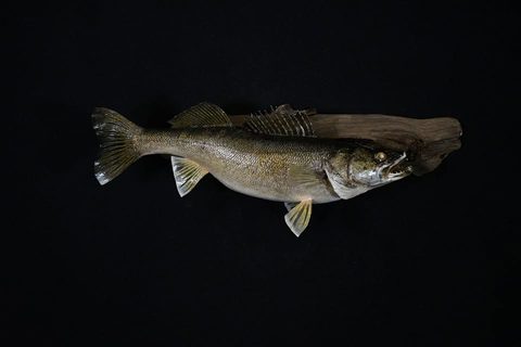 fish taxidermy by Jason's Taxidermy