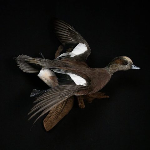Wigeon – Flying – waterfowl taxidermy by Jason's Taxidermy