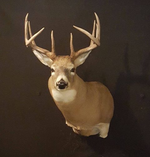 whitetail deer taxidermy by Jason's Taxidermy