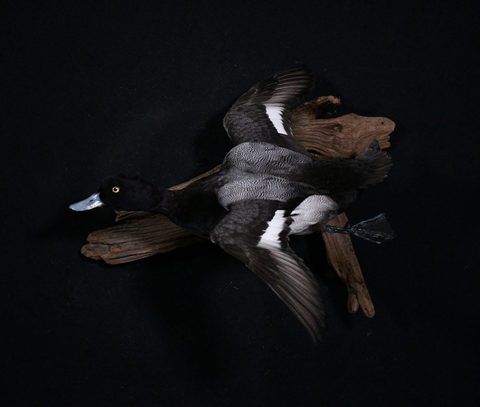 Diver Duck – Flying – waterfowl taxidermy by Jason's Taxidermy