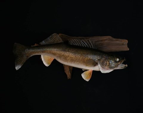 fish taxidermy by Jason's Taxidermy