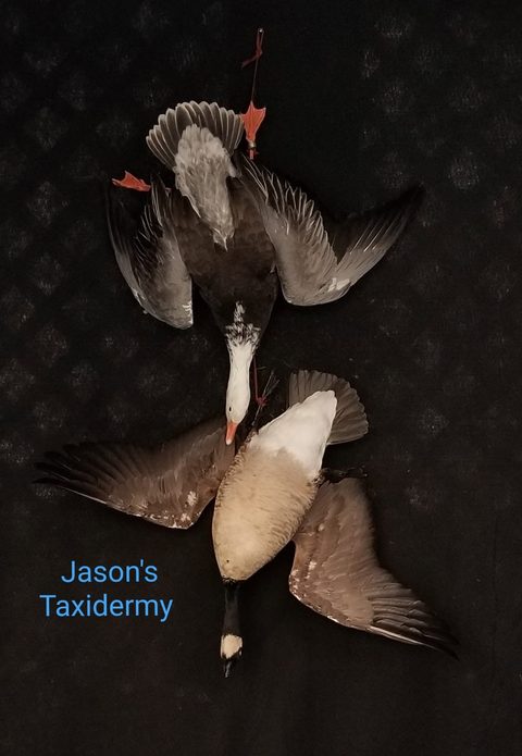 Deadhang Mount – waterfowl taxidermy by Jason's Taxidermy