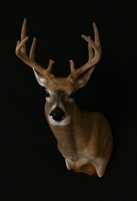whitetail deer taxidermy by Jason's Taxidermy