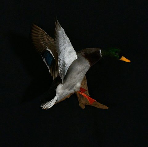 Mallard – Flying – waterfowl taxidermy by Jason's Taxidermy