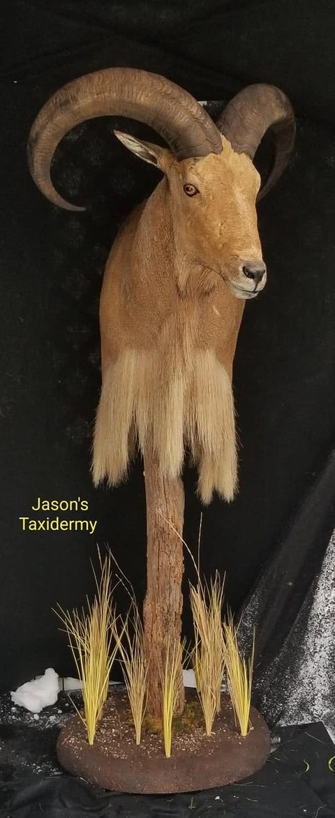 big game taxidermy by Jason's Taxidermy