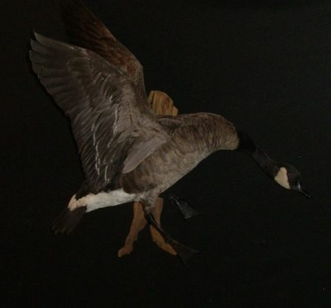 Canada Goose – Flying – waterfowl taxidermy by Jason's Taxidermy