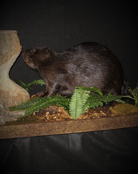 furbearer taxidermy by Jason's Taxidermy