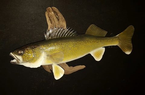 fish taxidermy by Jason's Taxidermy