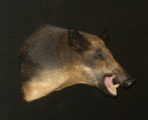 big game taxidermy by Jason's Taxidermy