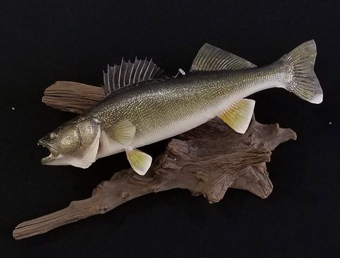 fish taxidermy by Jason's Taxidermy