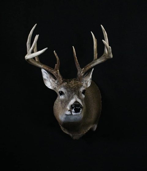 whitetail deer taxidermy by Jason's Taxidermy