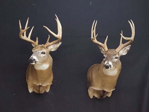 whitetail deer taxidermy by Jason's Taxidermy
