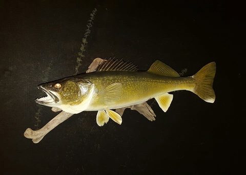 fish taxidermy by Jason's Taxidermy