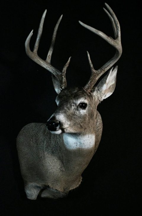 whitetail deer taxidermy by Jason's Taxidermy