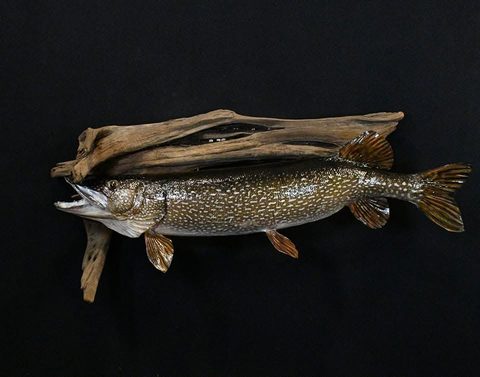fish taxidermy by Jason's Taxidermy
