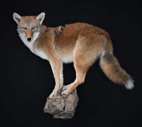 furbearer taxidermy by Jason's Taxidermy