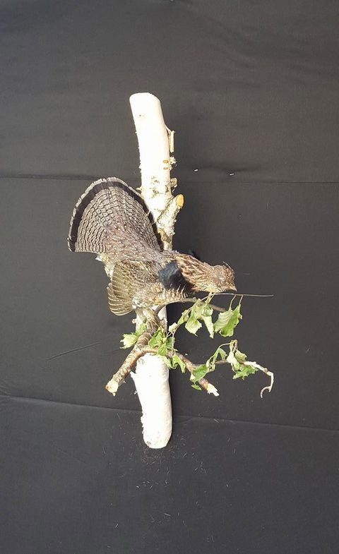 upland game bird taxidermy by Jason's Taxidermy
