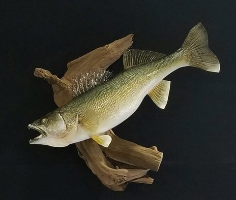 fish taxidermy by Jason's Taxidermy