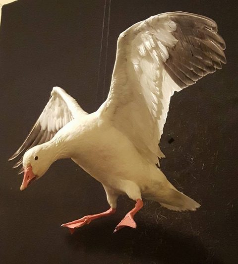 Snow Goose – Landing – waterfowl taxidermy by Jason's Taxidermy