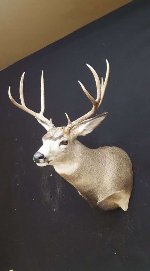 whitetail deer taxidermy by Jason's Taxidermy