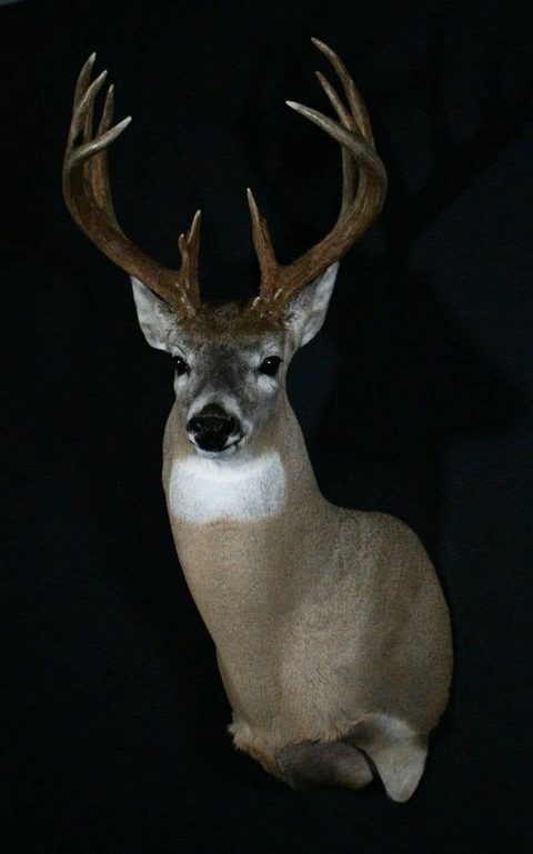 whitetail deer taxidermy by Jason's Taxidermy