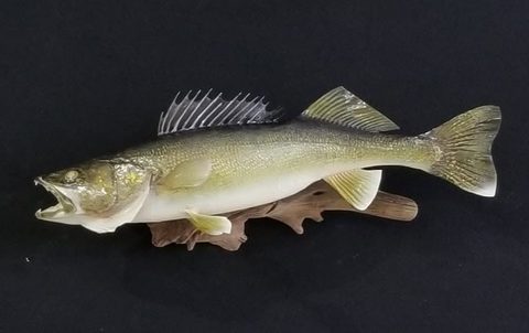 fish taxidermy by Jason's Taxidermy