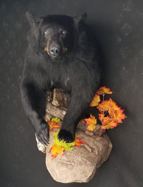 big game taxidermy by Jason's Taxidermy