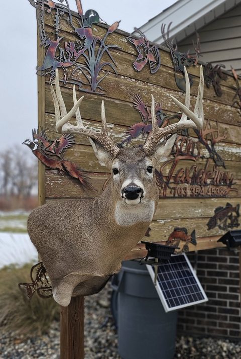 whitetail deer taxidermy by Jason's Taxidermy