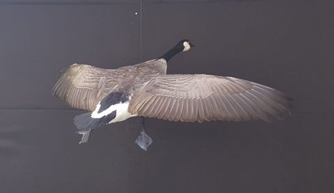 Canada Goose – Flying – waterfowl taxidermy by Jason's Taxidermy