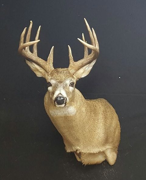 whitetail deer taxidermy by Jason's Taxidermy