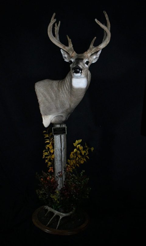 whitetail deer taxidermy by Jason's Taxidermy