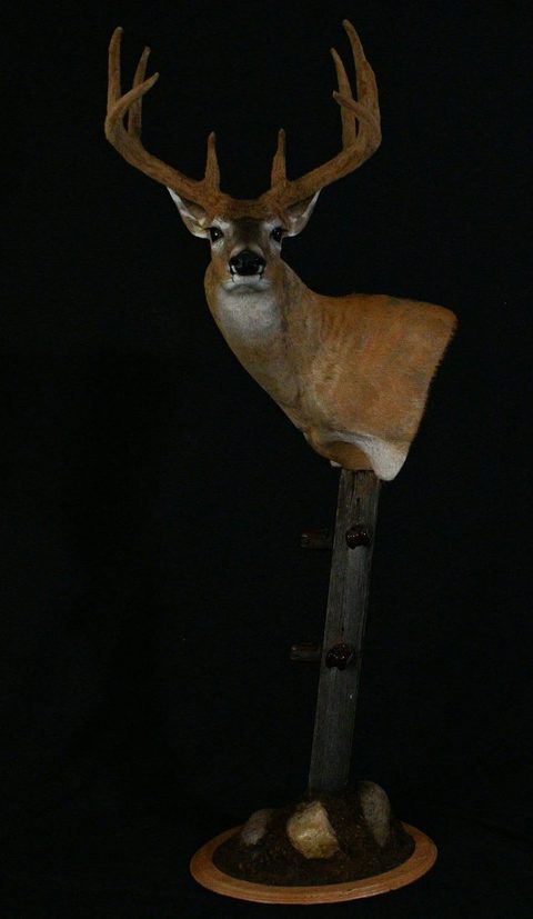 whitetail deer taxidermy by Jason's Taxidermy