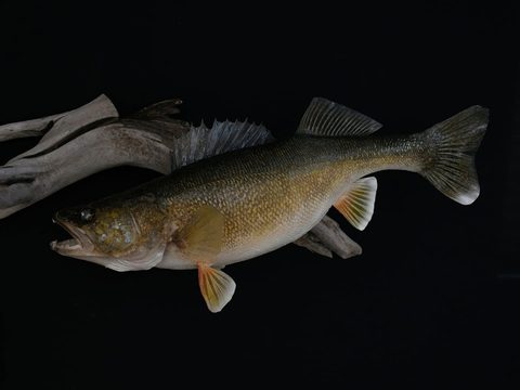 fish taxidermy by Jason's Taxidermy