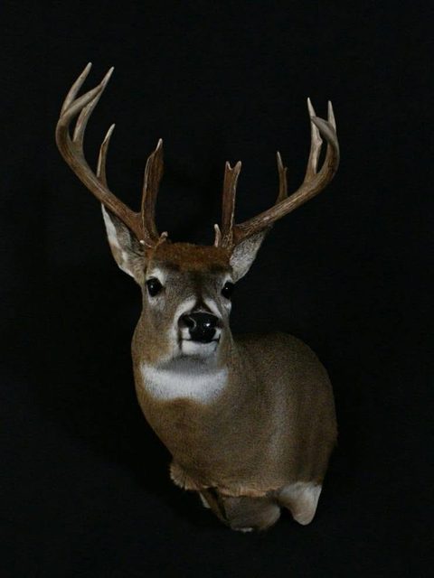 whitetail deer taxidermy by Jason's Taxidermy