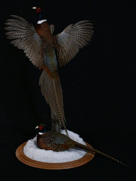 upland game bird taxidermy by Jason's Taxidermy