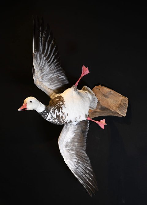 Goose – Flying – waterfowl taxidermy by Jason's Taxidermy