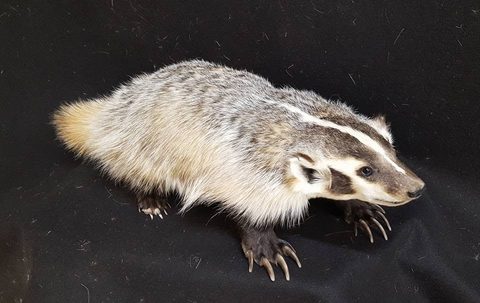 furbearer taxidermy by Jason's Taxidermy