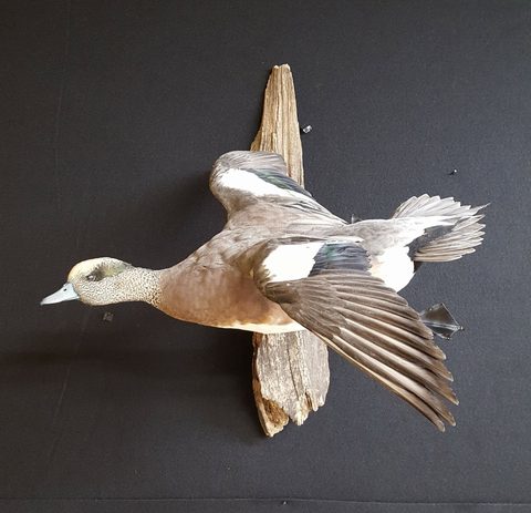 Wigeon – Flying – waterfowl taxidermy by Jason's Taxidermy