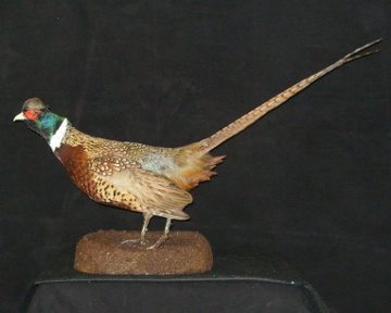 Ring-necked pheasant mount, item #27