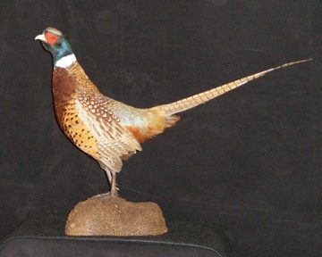 Ring-necked pheasant mount, item #8