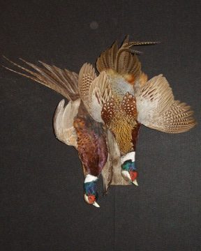 Ring-necked pheasant mount, item #50