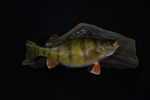 fish taxidermy by Jason's Taxidermy