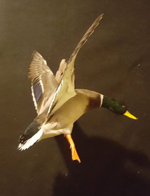 Mallard – Flying – waterfowl taxidermy by Jason's Taxidermy