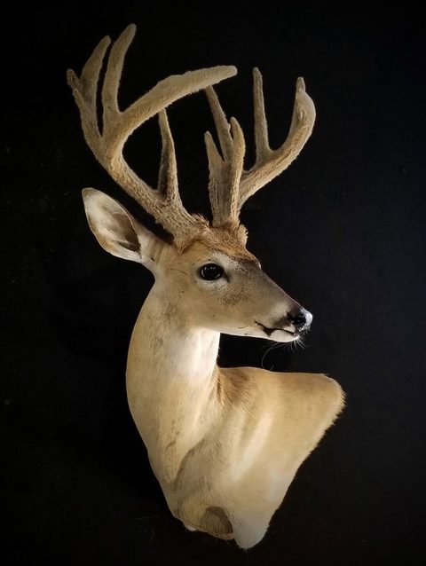 whitetail deer taxidermy by Jason's Taxidermy