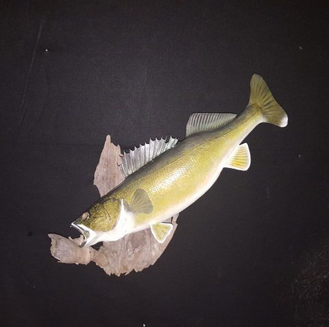 fish taxidermy by Jason's Taxidermy