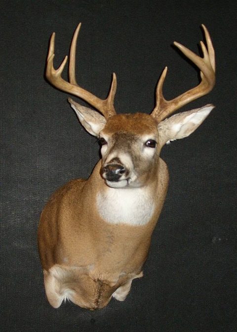 whitetail deer taxidermy by Jason's Taxidermy