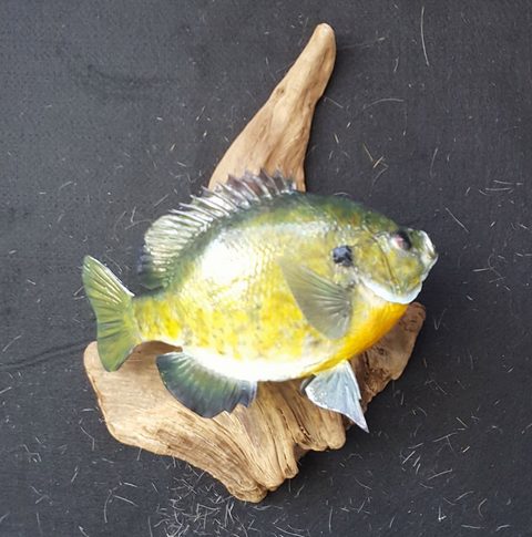 fish taxidermy by Jason's Taxidermy