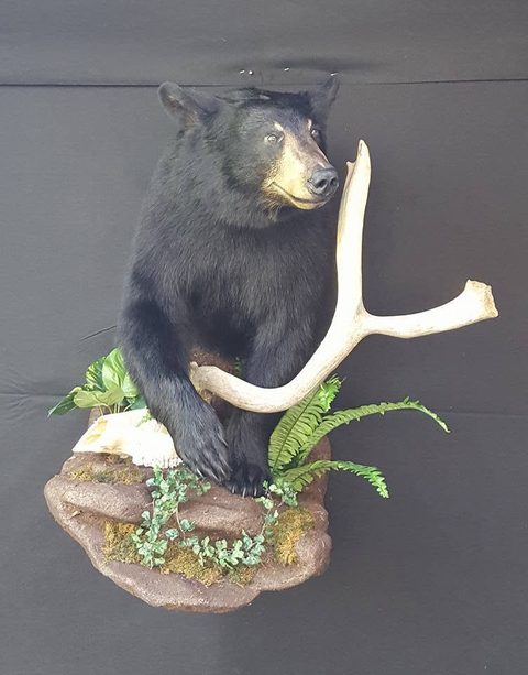 big game taxidermy by Jason's Taxidermy