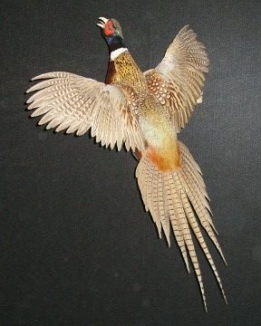 Ring-necked pheasant mount, item #34