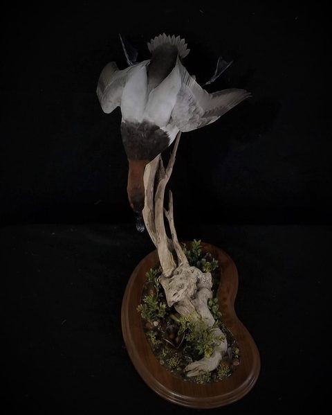 Canvasback – Diving – waterfowl taxidermy by Jason's Taxidermy